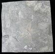Ordovician Aged Starfish Fossil - Ontario #16618-1